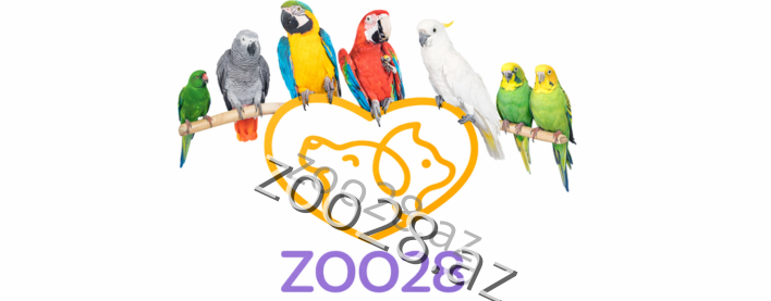 Ev quşlarına qulluq: Tutuquşu və kanareykanın baxımı